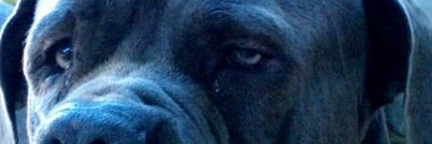 Emma banner