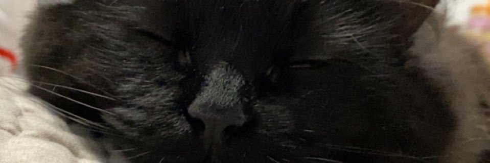 Braxtoncardinal's profile banner image