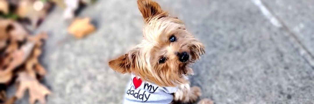 ʝιм §єα∂єνιℓ ωєανєr ♻️ banner