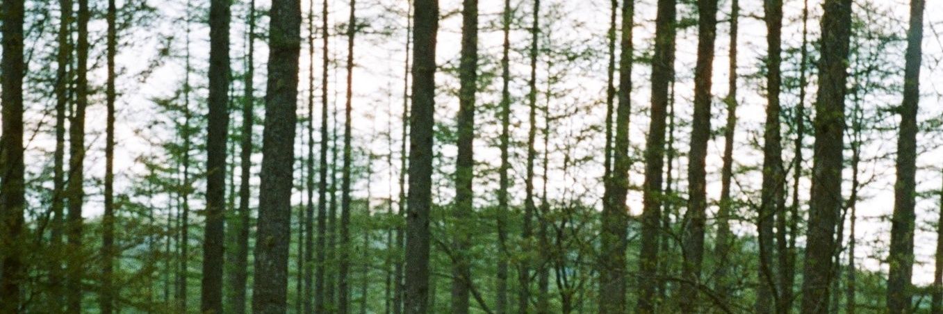 threeesula's profile banner image