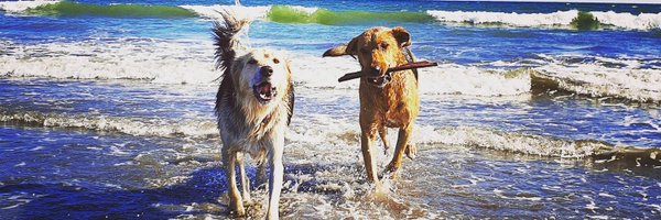 joeporterNZ Profile Banner