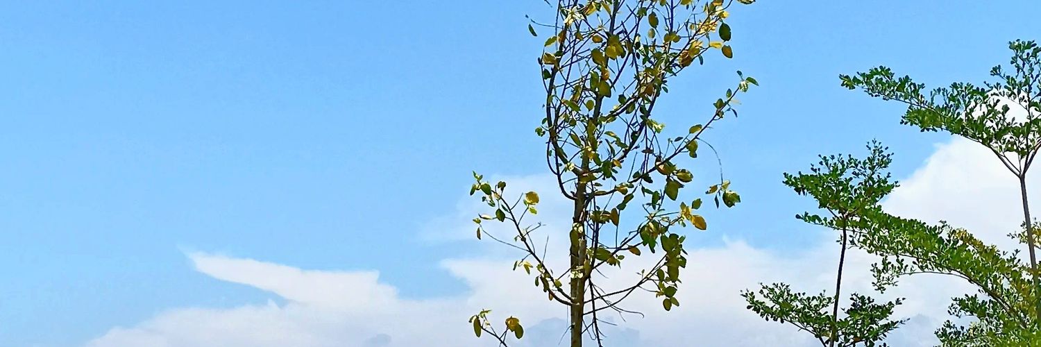 ranumelsa's profile banner image