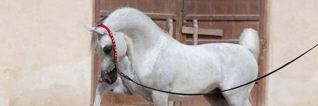 🇸🇦 🇸🇦 Alwalid banner