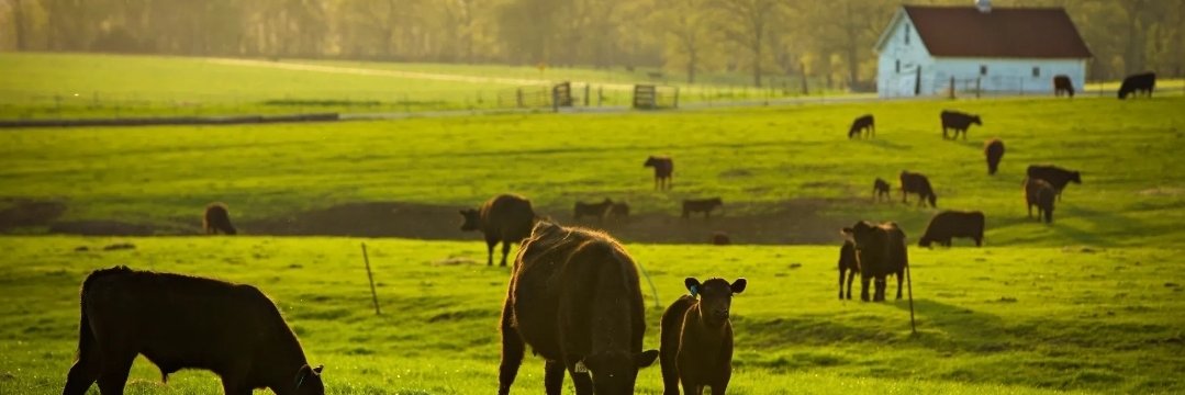 Farmer Frankley banner