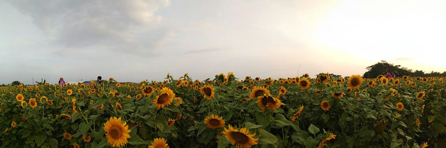 nolasusannti's profile banner image