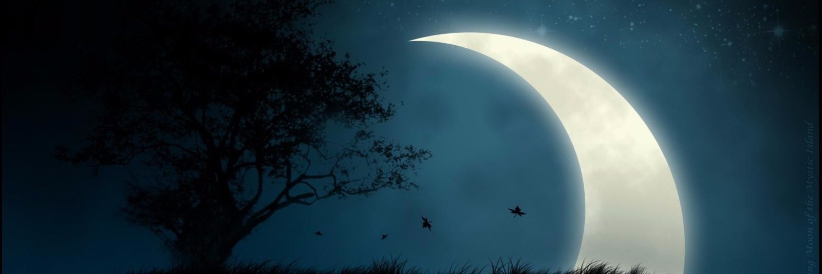 _monoblanco_'s profile banner image