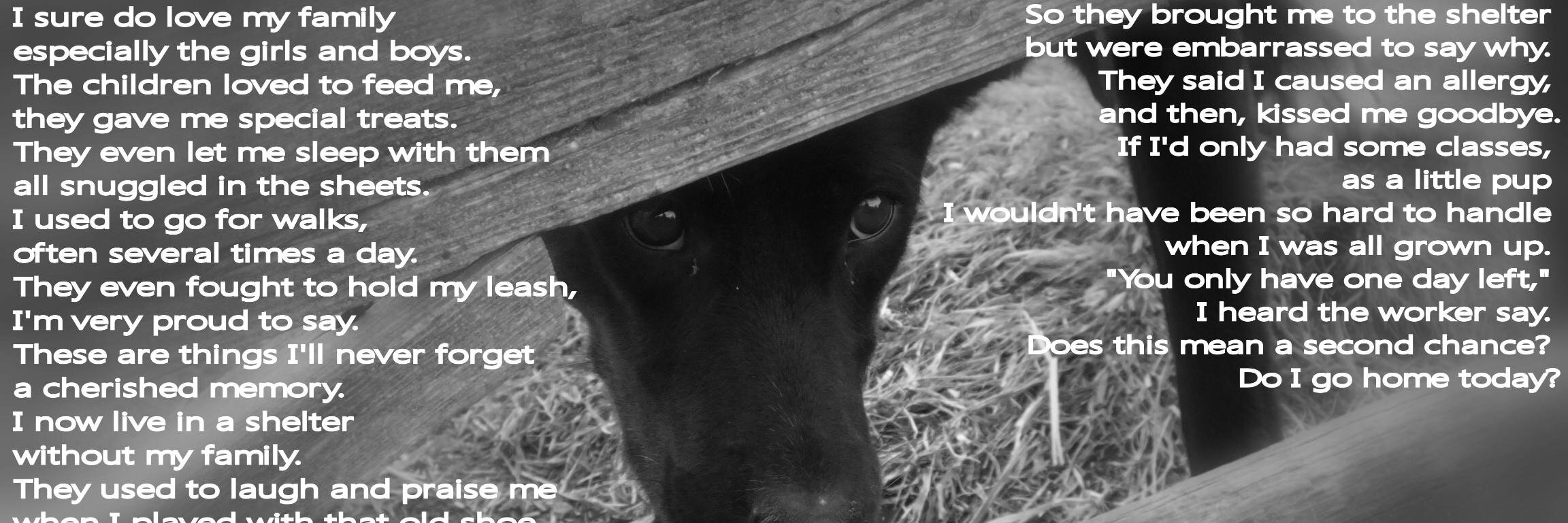 RidgeRescue's profile banner image