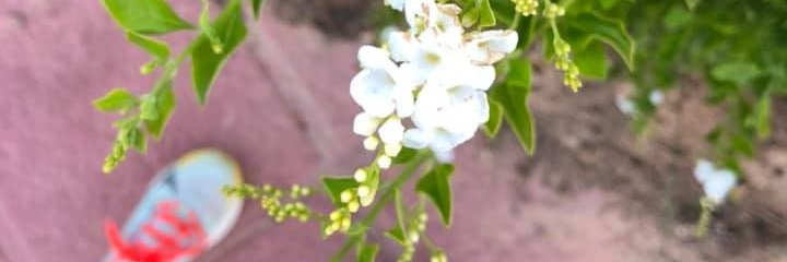 MariaBalsasM's profile banner image