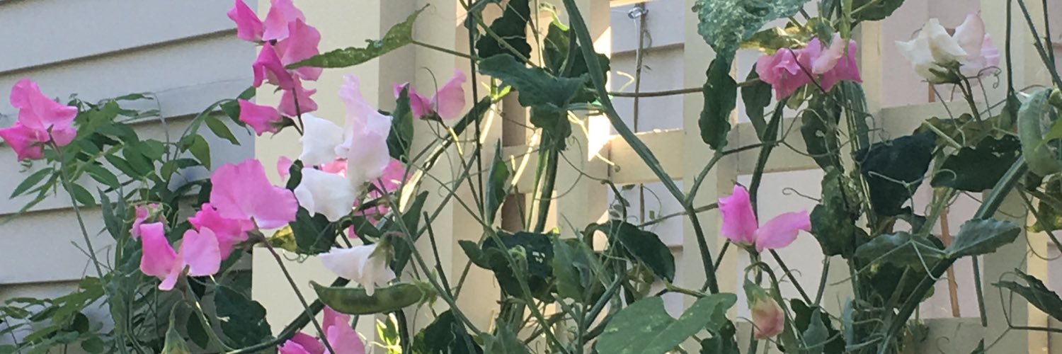sallyjohn5's profile banner image