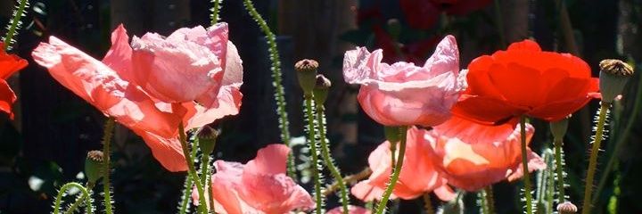 caseyruggieri's profile banner image