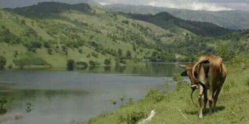 Agronome Stevenson banner