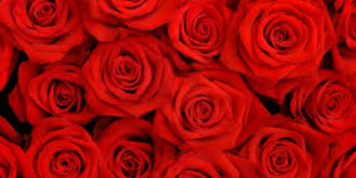Rose Nor banner