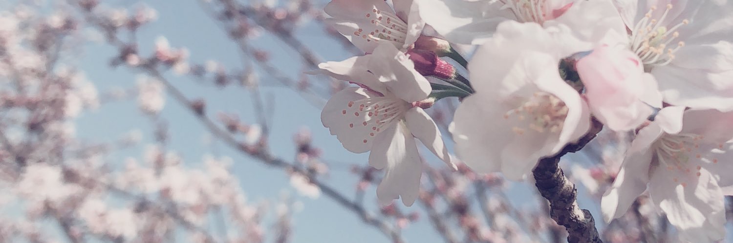 Ohasakura3's profile banner image