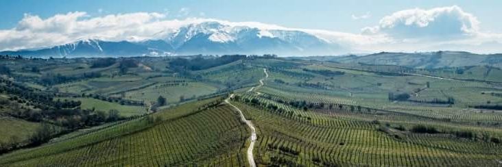 CitraVini's profile banner image