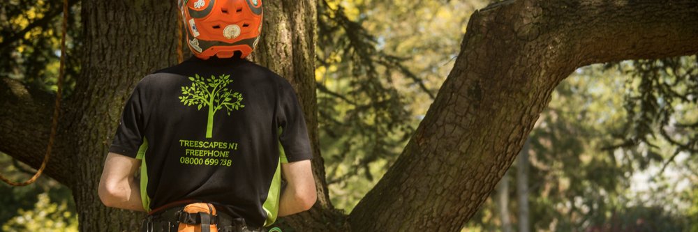 TreescapesNI's profile banner image