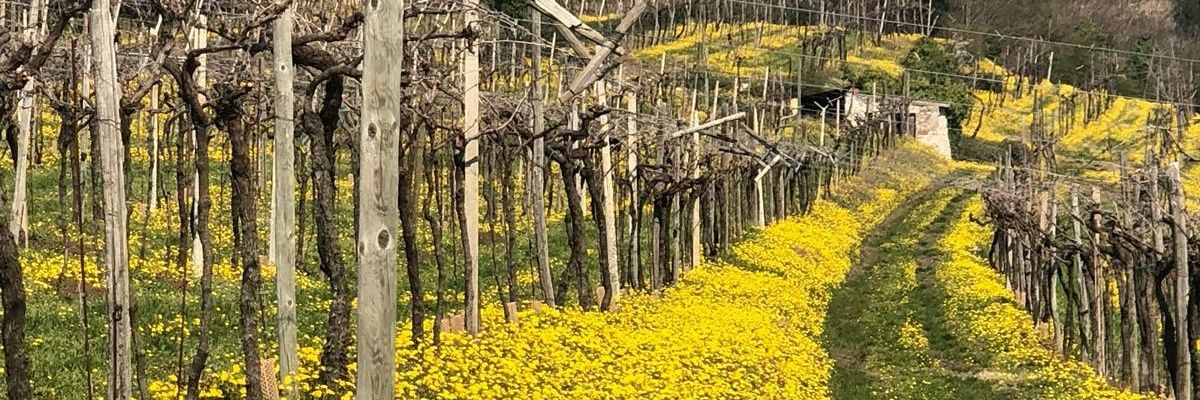 prawines_'s profile banner image