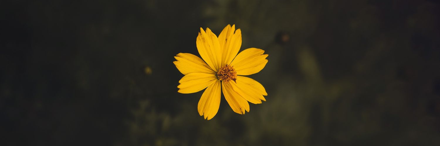 freeserzest's profile banner image