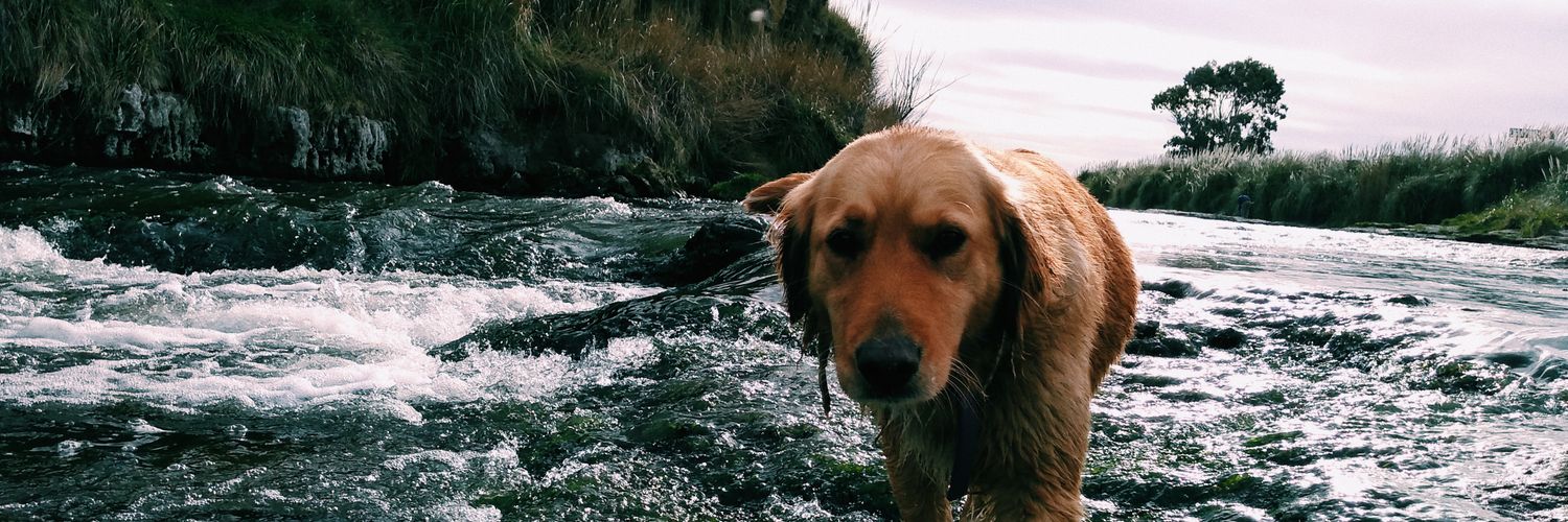 delfi_martinez_'s profile banner image