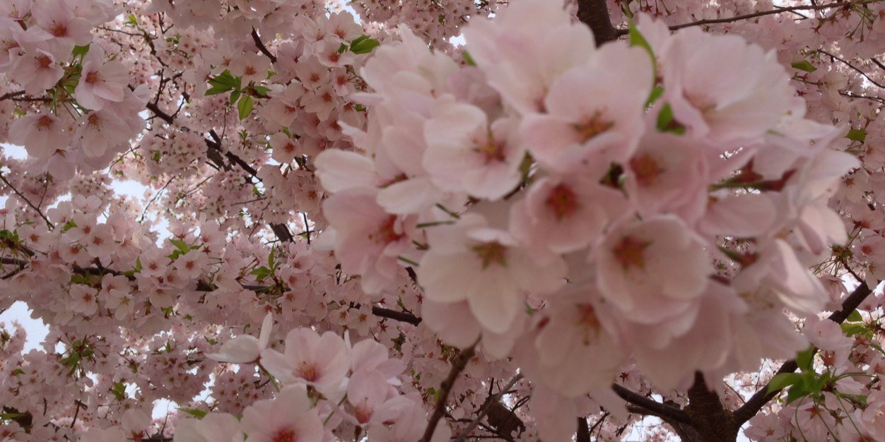 Kanelaazul's profile banner image