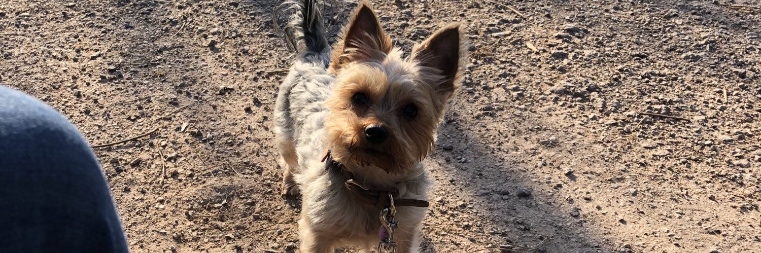 Sam Mascari ❤ banner