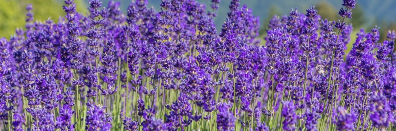Liz22BC's profile banner image