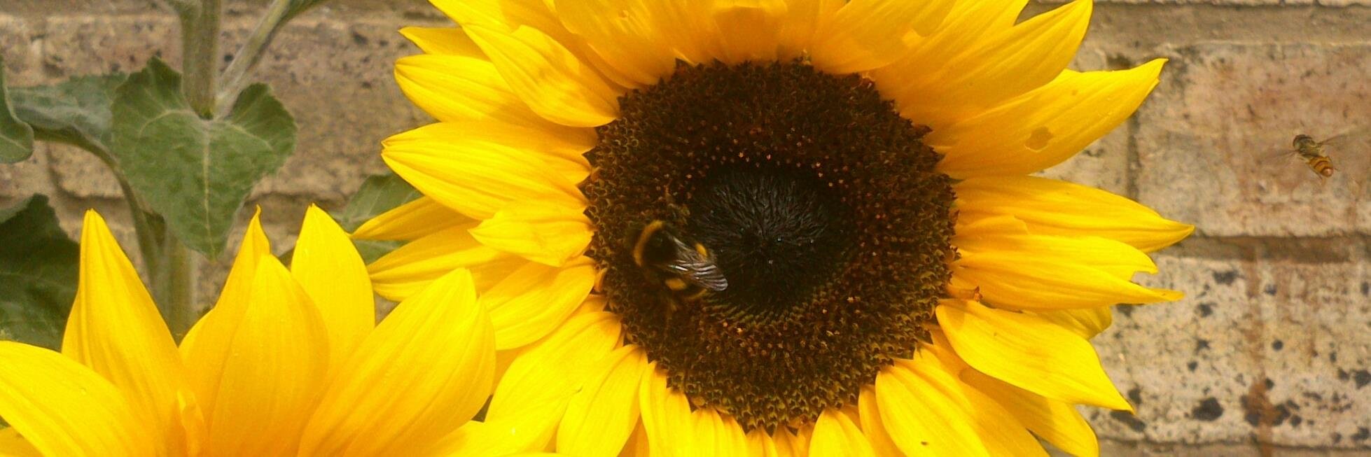 FionaSwinton's profile banner image
