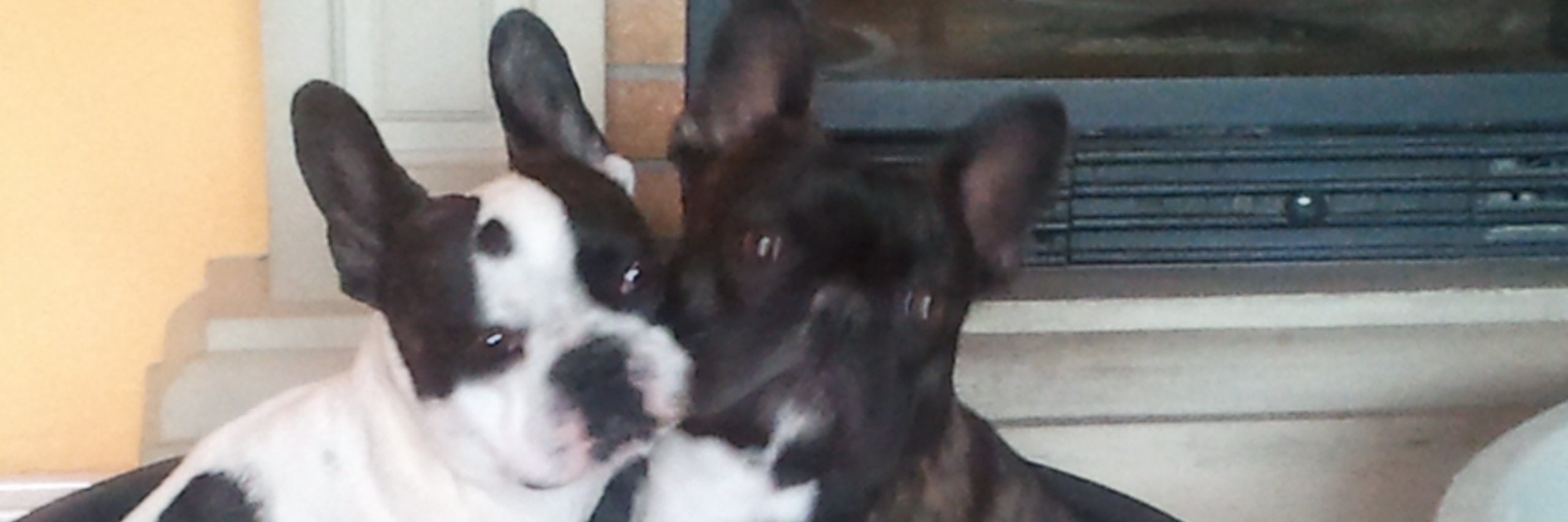 rafitabob's profile banner image