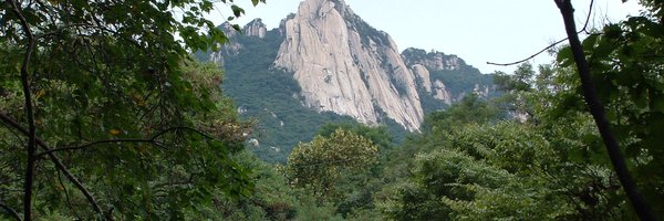 tiraniddo Profile Banner