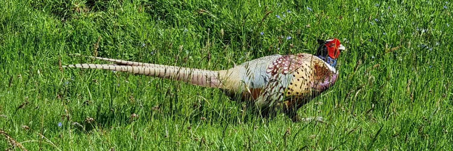 Chantelle Buswell Josephs banner