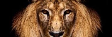 iamlion_s's profile banner image