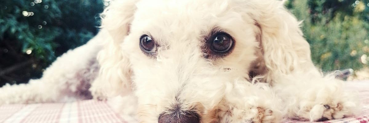 MagallanLu's profile banner image