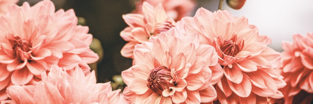 shayefarrance's profile banner image