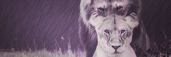 KittyWhiite Profile Banner