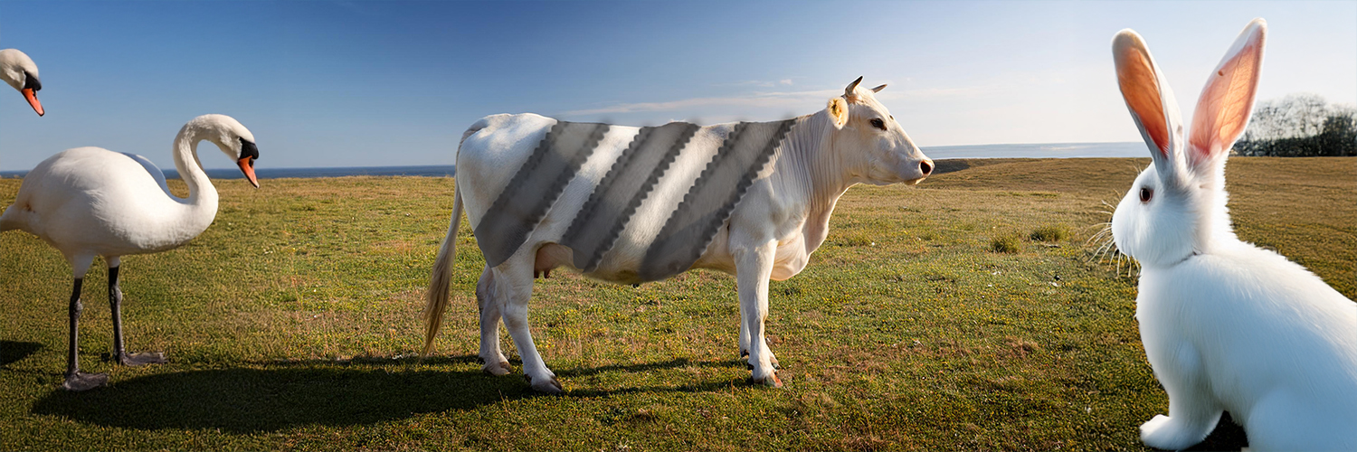 Thomas Fraiß banner