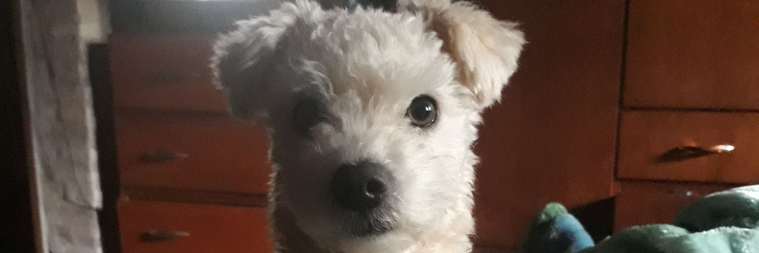 Camila_chena's profile banner image