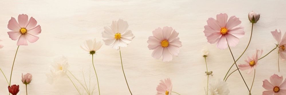 Catamedi's profile banner image