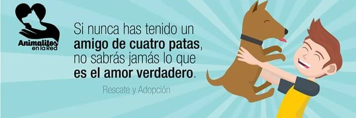 Animalitos en la Red banner