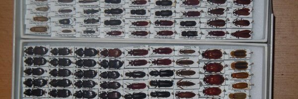 Coleopterist Profile Banner