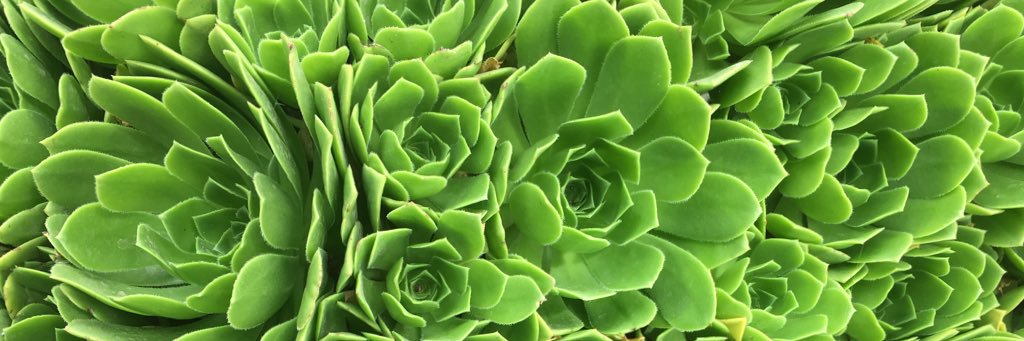 Alexandra Nagy banner