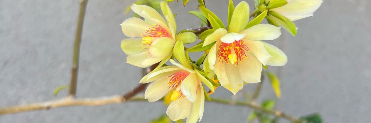 adrianecocki's profile banner image