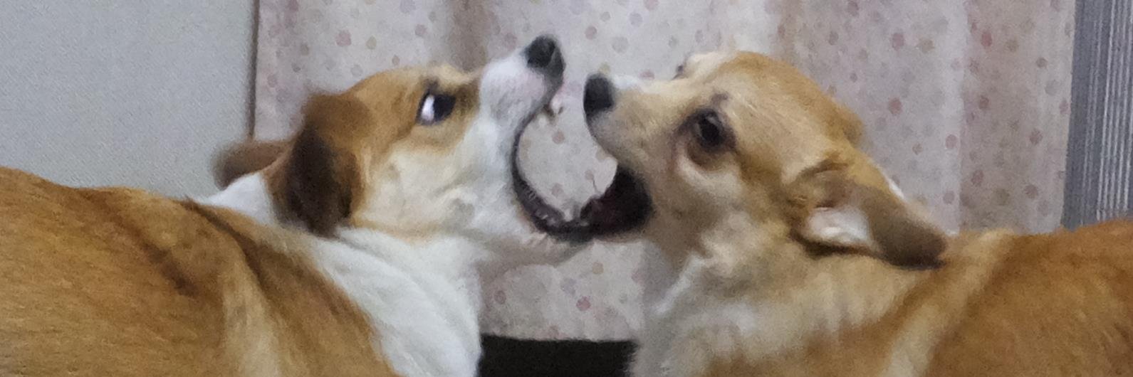 corkymomo's profile banner image