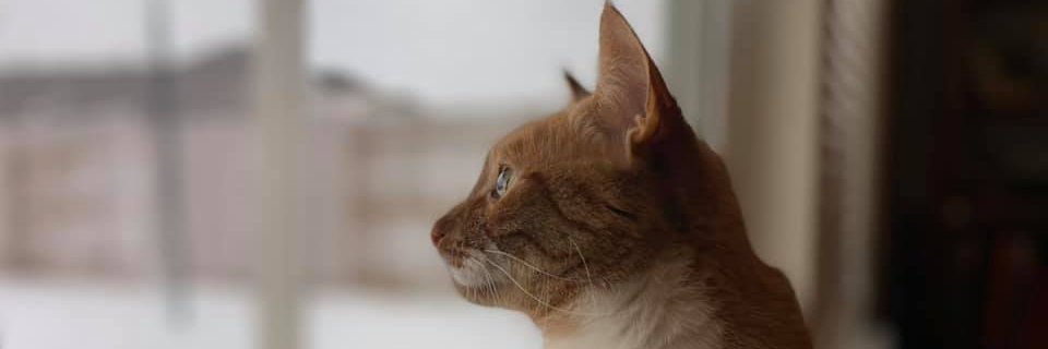 MoshpitReject's profile banner image