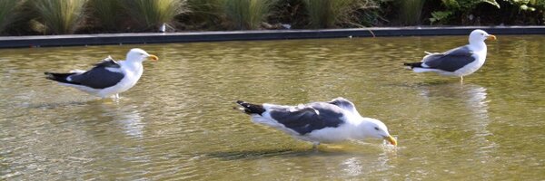 salomewagaine Profile Banner