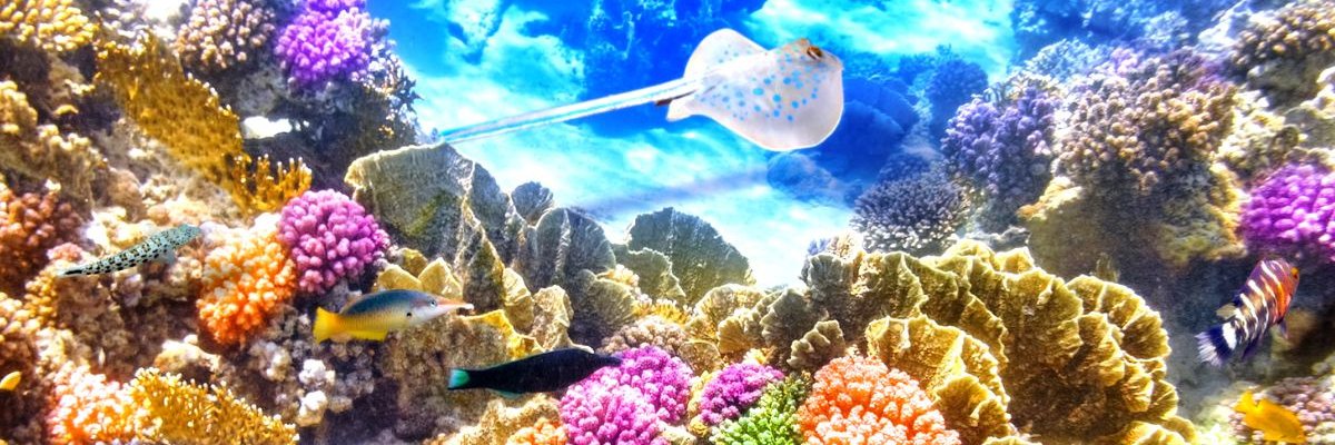 uandiba's profile banner image