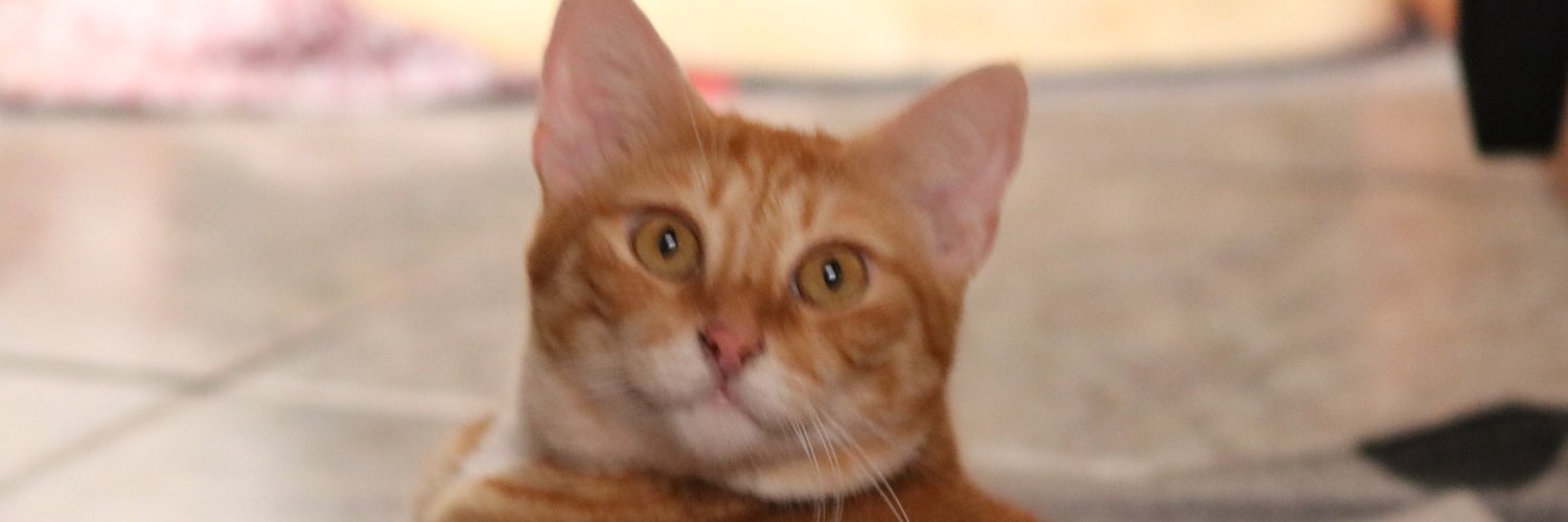 Funcional's profile banner image