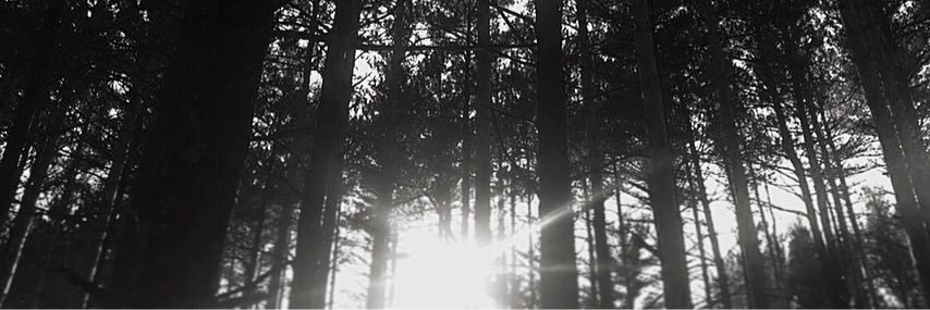 capisaurusrex's profile banner image
