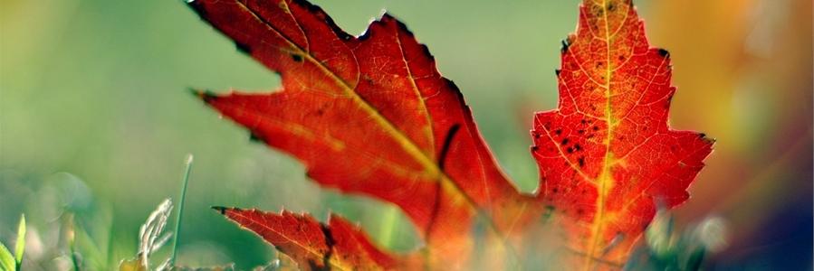 camillefonseca's profile banner image