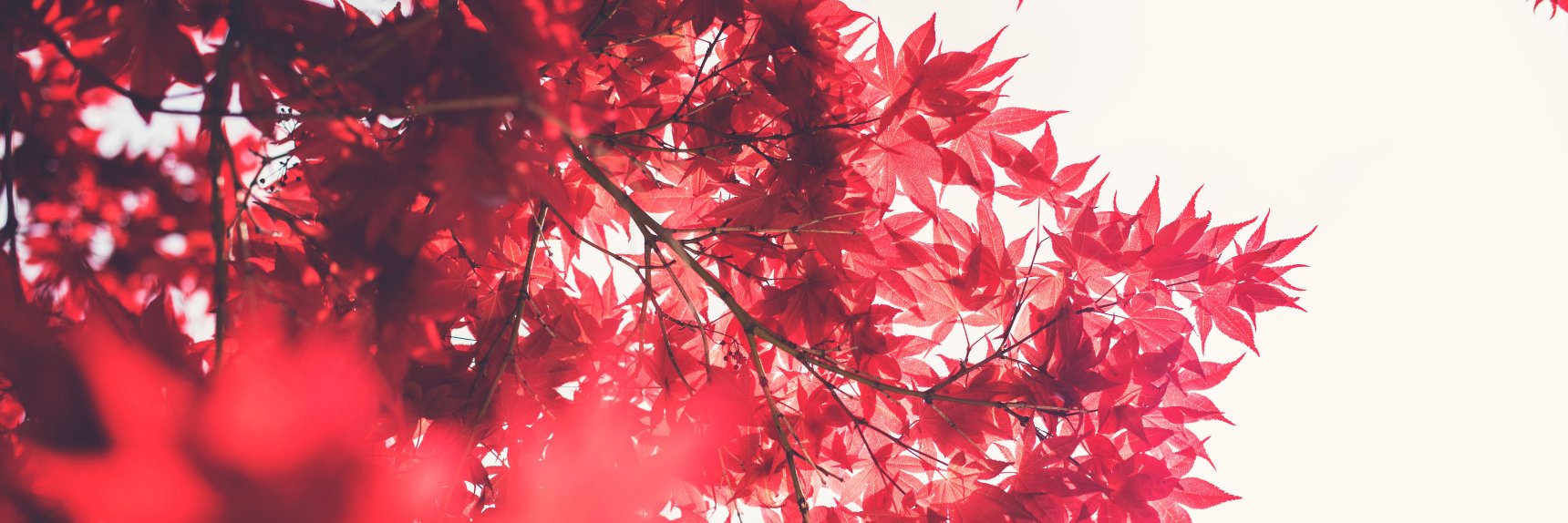 MeadowNyou's profile banner image