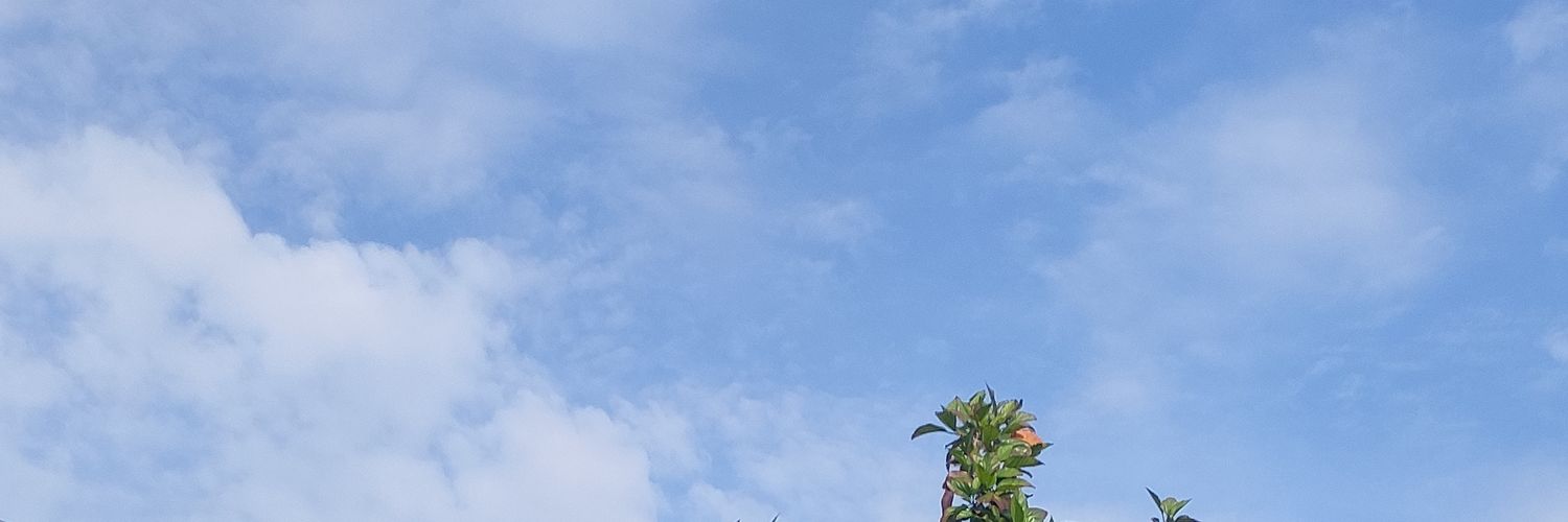 prkute's profile banner image
