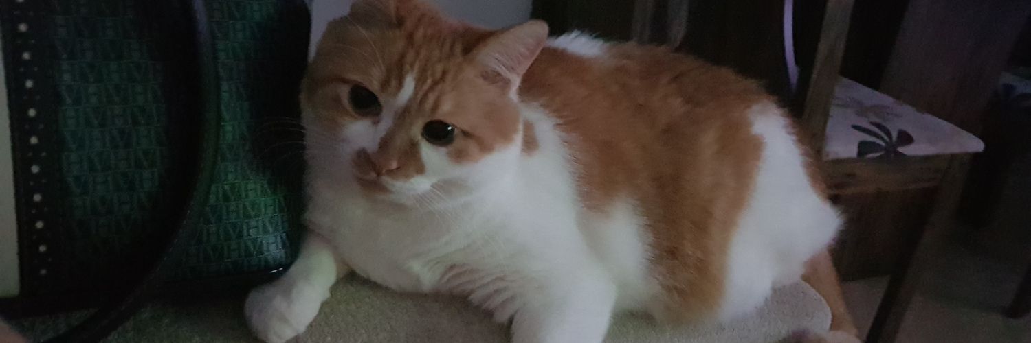 prettyelisa's profile banner image